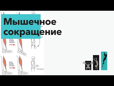 Особенности сокращения мышц
