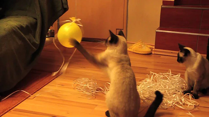 Video 11717901: siamese cat, small cat