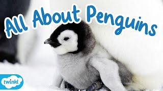 Where do Penguins Live? 🐧 Penguin Fact File for Kids! by Twinkl Educational Publishing 186 views 2 weeks ago 2 minutes, 55 seconds