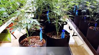 Grower’s Guide - Cleaning up Veg Plants