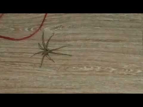 The Big Spider in the house #imscared The Big Spider in the house #imscared