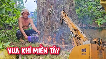Đứng tim !! Vua Khỉ cưa hạ gốc cây Sao khủng có xe cẩu hỗ trợ cẩu nguyên thân (3/3).