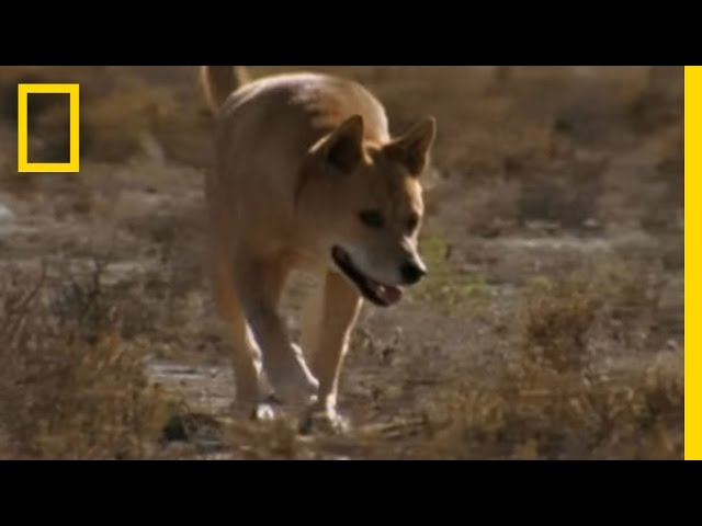 Dingo  National Geographic