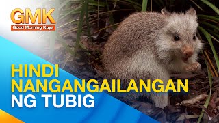 Kangaroo Rats: hayop na hindi kailangan ng tubig upang mabuhay | Wonders of Creation