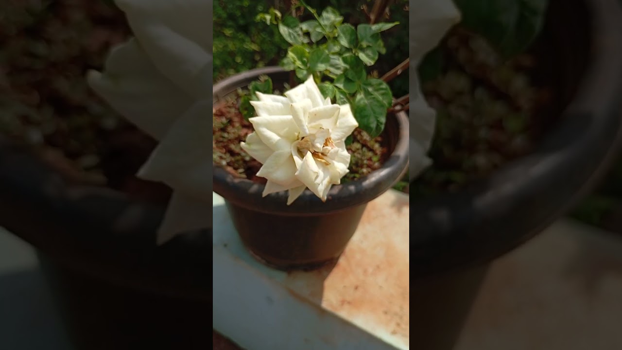 "Uncovering the Hidden Gems of Rose Varieties" 