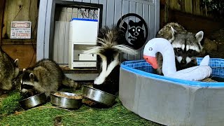 Critter pool party:))