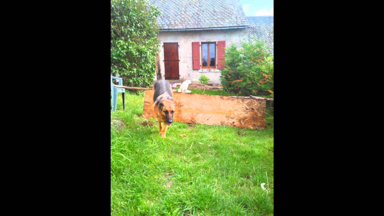 coment apprendre à son chien à sauter - YouTube