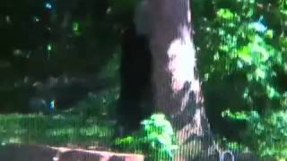 Portage County bear sightings
