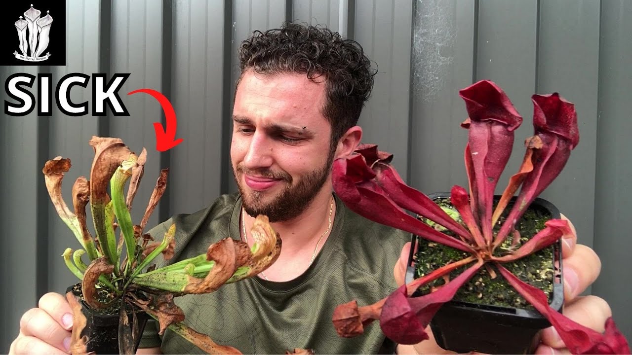 Why Rain Will Kill Your Plants - Carnivorous Plants