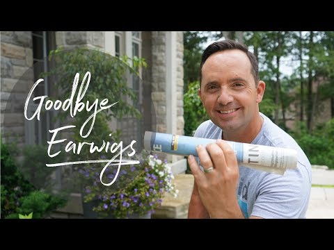 Goodbye Earwigs!