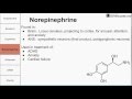 Neurotransmitters of the human body