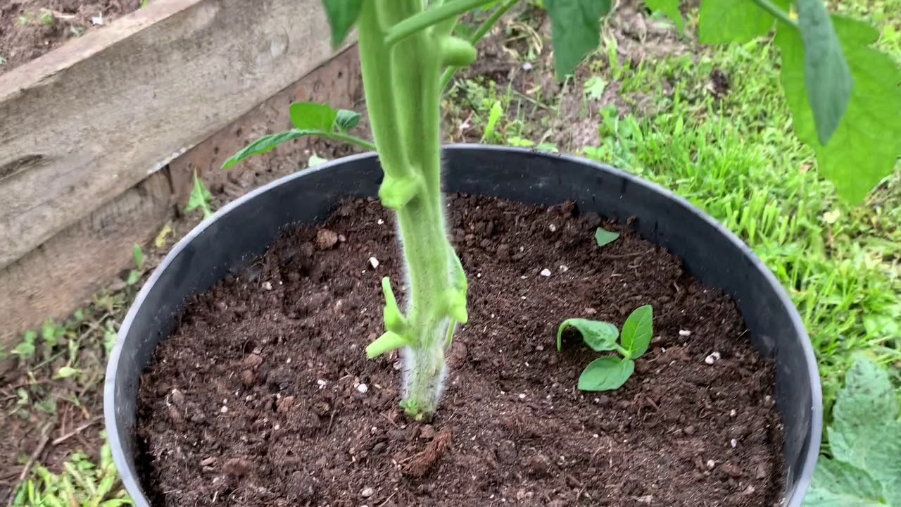 Как я формирую детерминантные томаты.