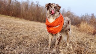 Building a Bond of Trust and Loyalty with Your Australian Shepherd