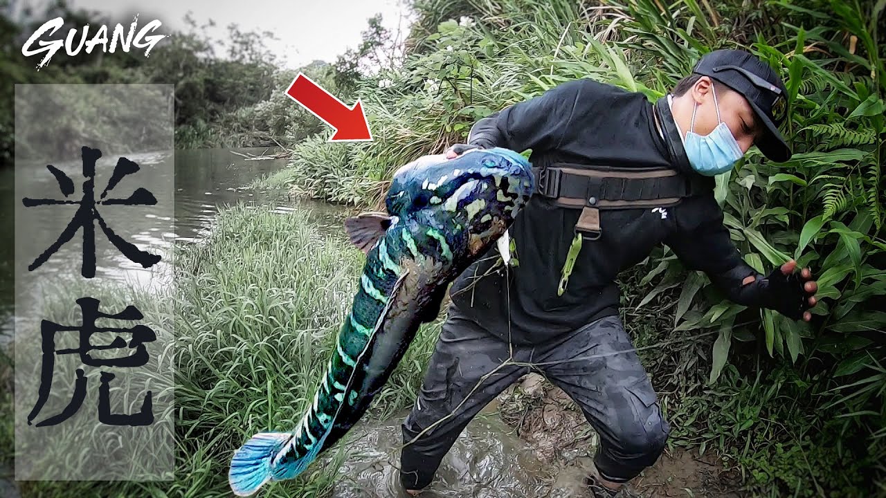 驚人！尋找台灣原生魚...意外釣起100公分外來“魚虎''！