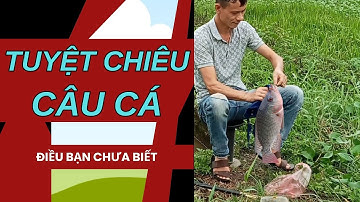 Tuyệt Chiêu Câu Cá Rô Phi To Kỷ Lục Chắc Chắn Bạn Chưa Biết | Bắt Cá Miền Quê