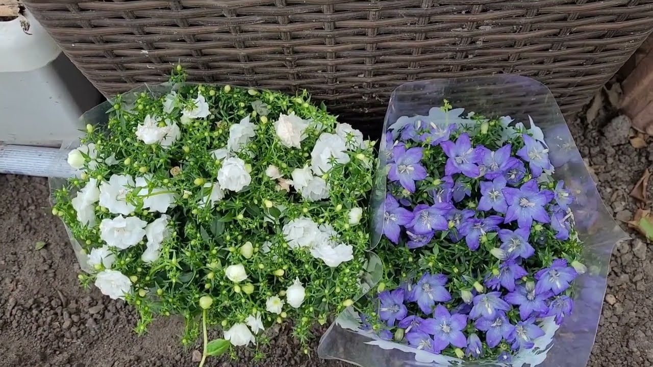 Kardan kıṣtan biraz çiçeklerden bir vido olsun dedim