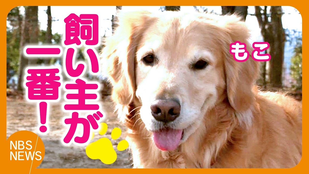 Moko is popular at the dog park, but his owner is his number one