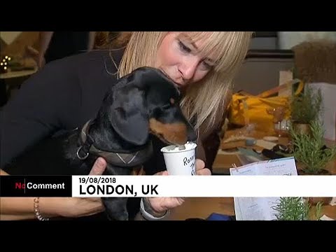 Vídeo: Abertura De Café Para Cães Em Londres