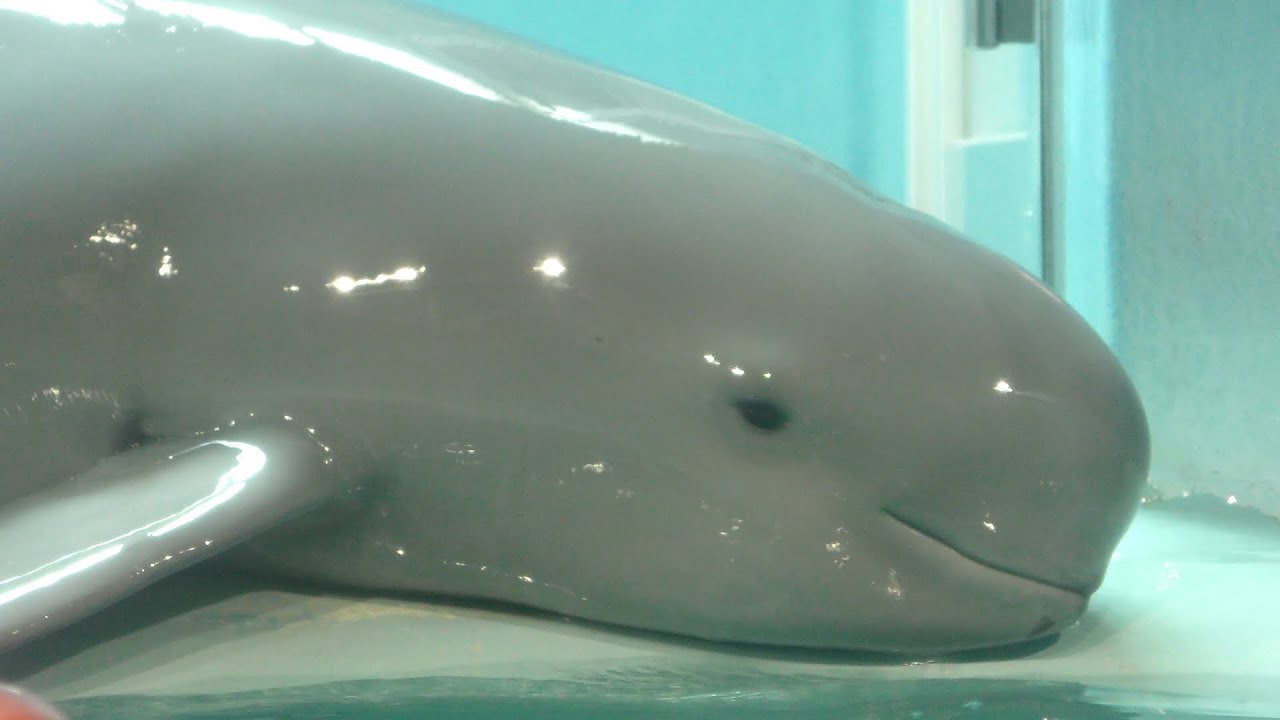 Familiar Dolphin Finless Porpoise Marine World Umino Nakamichi Fukuoka Japan April 24 19 Youtube