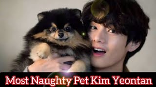 Most Naughty Pet Kim Yeontan 🐕