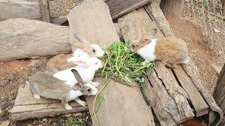 Rabbits live naturally and eat locusts