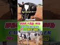 எப்படி எடுக்கலாம் #cow சிந்தாமணி #tn24_sakthi_vlogs