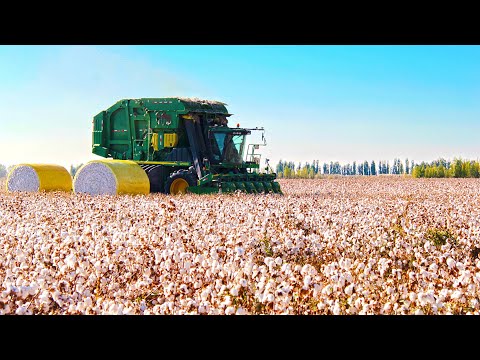 Механизация сбора хлопка увеличивает доходы фермеров и позволяет засевать в 3 раза больше площадей