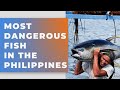 Most Dangerous Fish In The Philippines