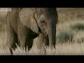 Orphaned Baby Elephant Struggles To Survive | BBC