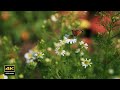 4K 春の花たち ピアノBGM / コーヒータイム 気分転換用の動画 Coffee time/change your mood