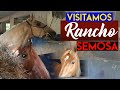 EJEMPLARES DE PASO HIGUEYANO   VISITAMOS RANCHO SEMOSA