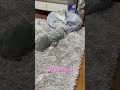 スーパーに行って帰ってきたら🤣　#マルチーズ　#犬好きさんと繋がりたい #可愛い犬 #面白い犬