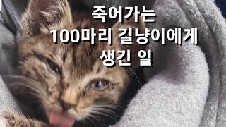 죽어가는 100마리 길냥이에게 생긴 일