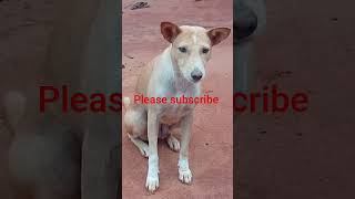 #funny #fypシ #comedy #viralfeeds #duet #cat #pog #dog #shortfeed #explorefeed #pets