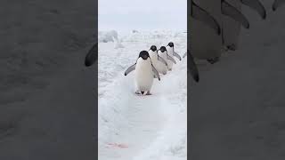 penguen dansı horon komedi komik Karadeniz hareketli HORON