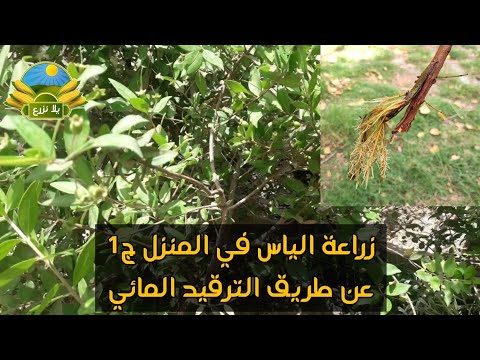 زراعة الياس في المنزل ج1 عن طريق الترقيد المائي