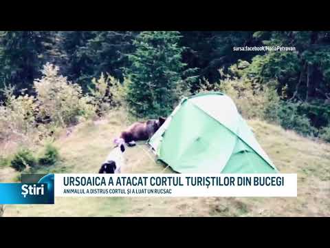 Video: Ursii atacă corturile?