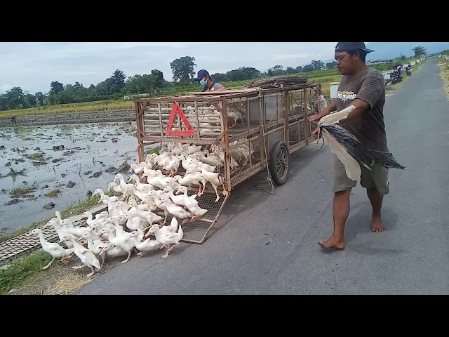 Angon Bebek Peking Di Sawah class=