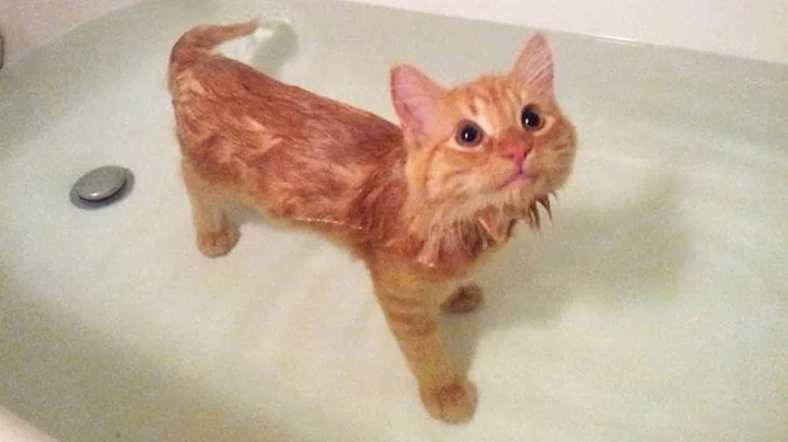 Video 10531301: don, cats dogs pets laugh, bath, funny cat