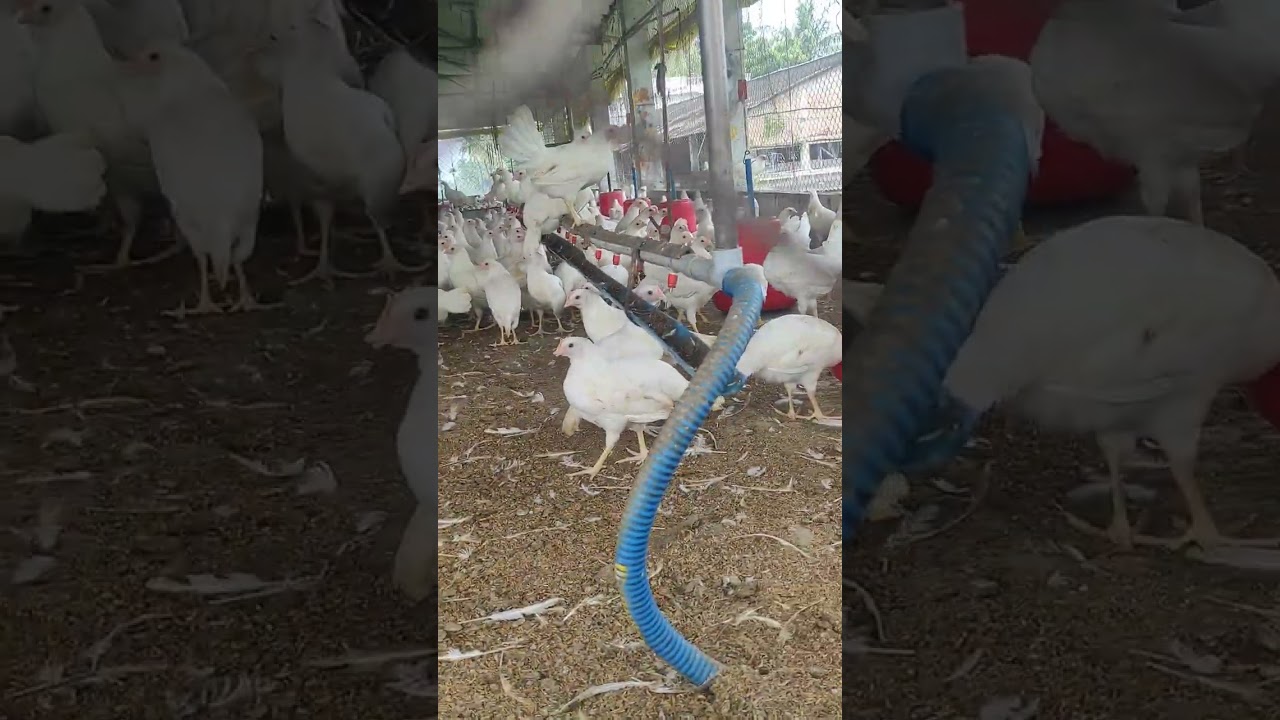 Bv 300 Layer Pullet | Available on IndiaMART