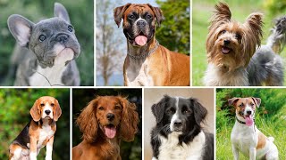 10 SPECIAL DOGS IN THE WORLD