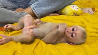 Baby monkey Miker drink milk and have a nap with mommy