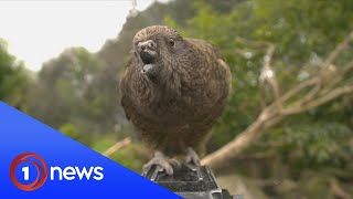 Bruce the kea makes world history by keeping himself clean with tool