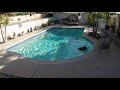 One lonely bear cub stops for a quick dip in the pool