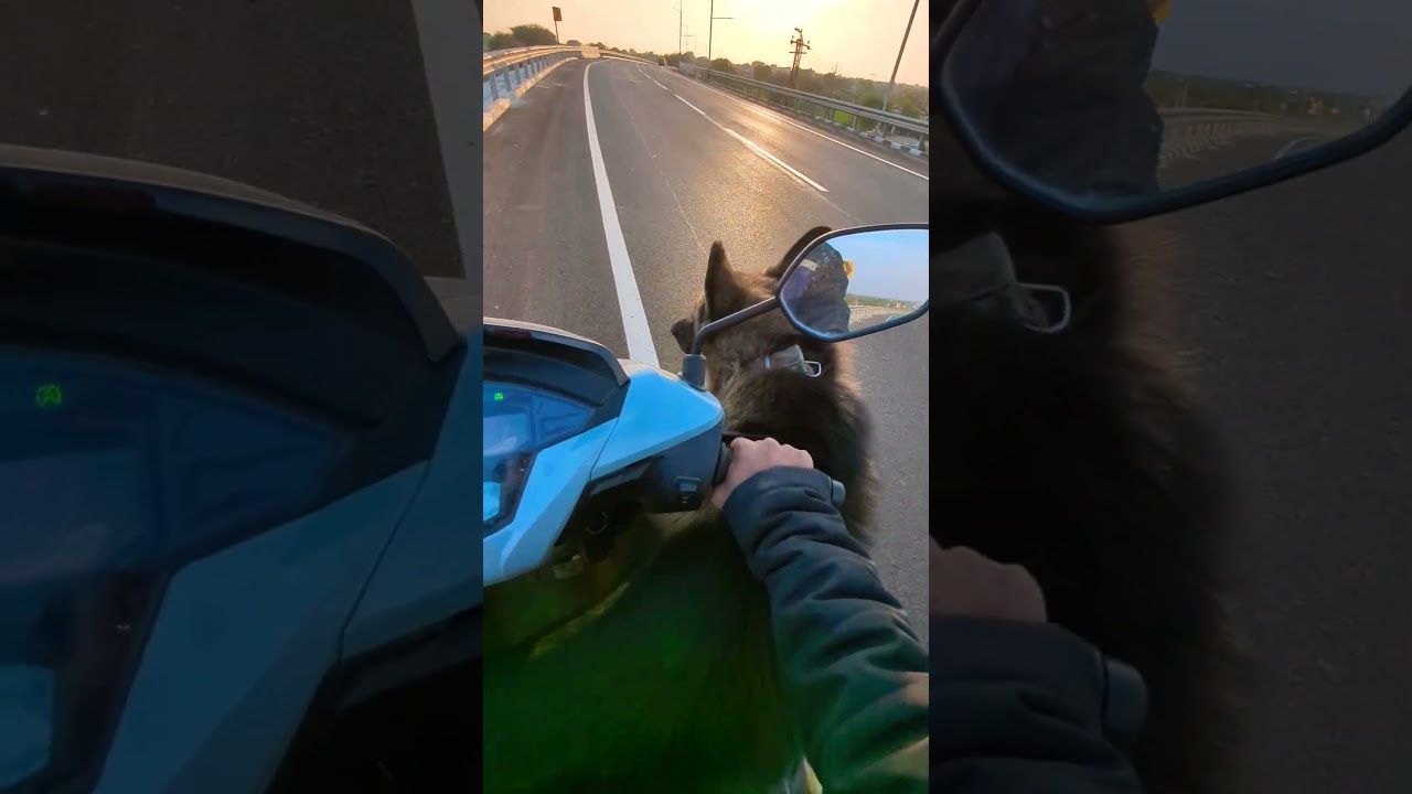 Four legs, two wheels and countless happiness 😊 