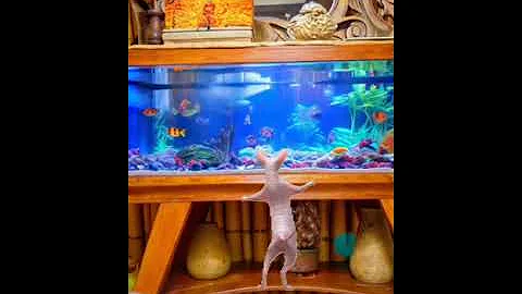 Watch the video about #cat #sphynxmoments #funny #sphynx #catlover #lol #fish