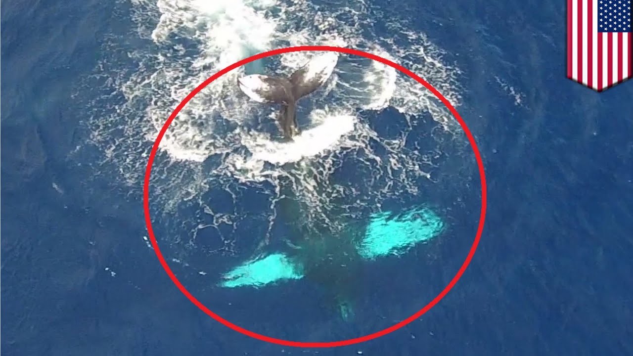 Humpback whale footage caught by drone camera: amazing scenes of tail slapping