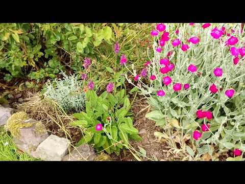Video: Astilba -blomst: Hvorfor Blomstrer Den Ikke? Hvordan Fodres Hende Med Rigelig Og Frodig Blomstring I Haven? Blomstringstid