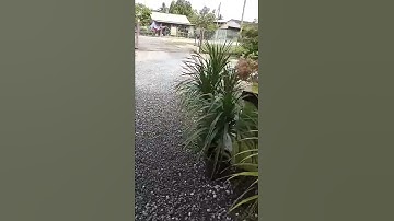 Warning tornado siren 1mn