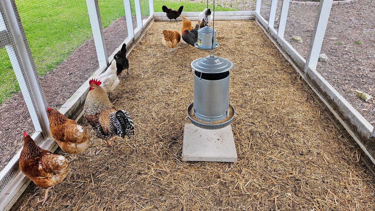 Chicken Run Upkeep: Two Important Factors to Consider! - YouTube